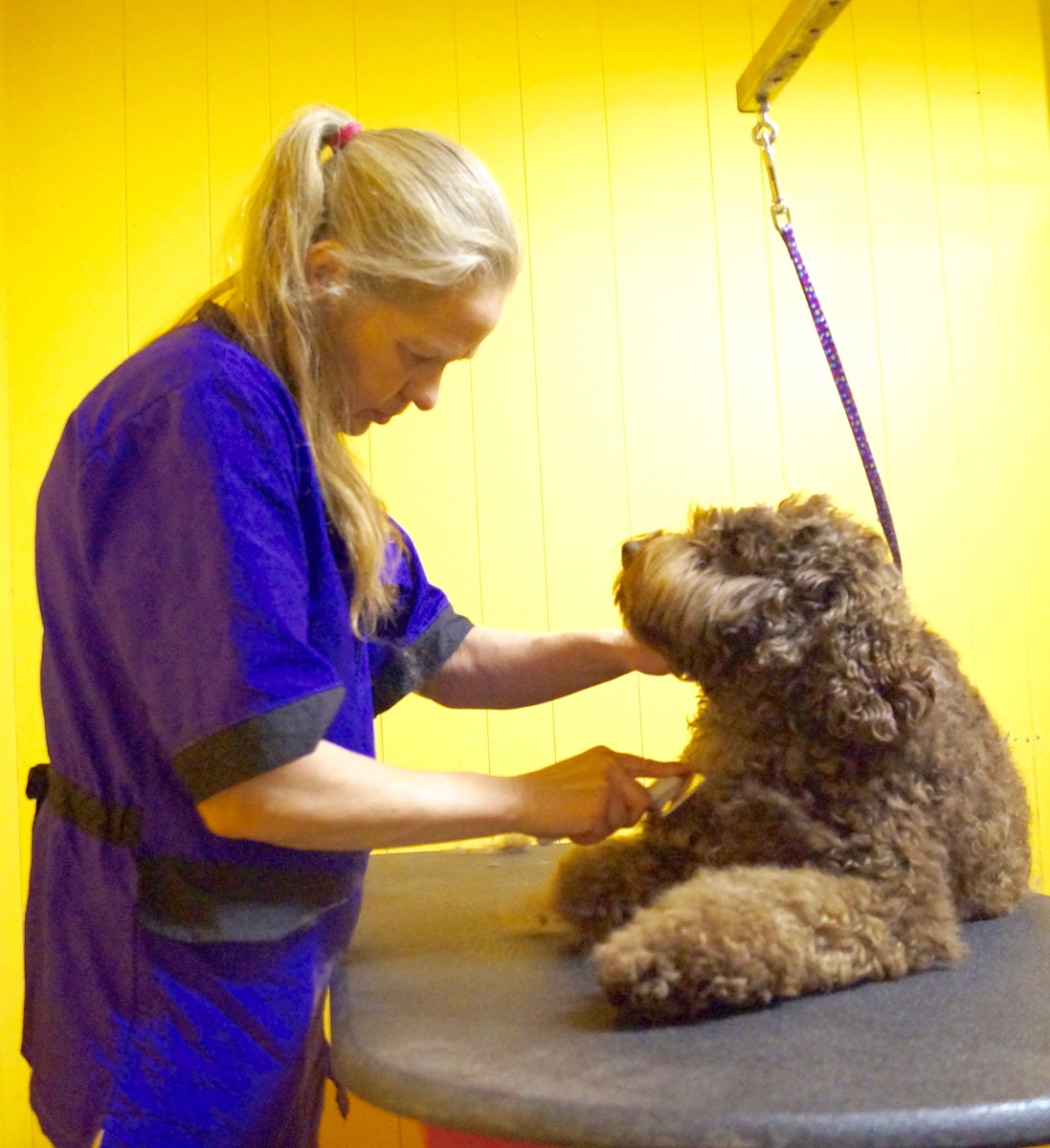9 Reasons To Try Animal Connection For Your Dog Grooming
